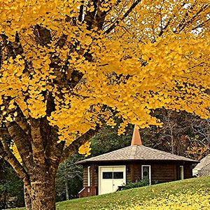 Library_GMed_Roy2012