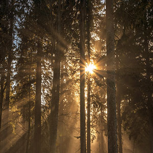 Library_GMed_RoyExpandedLight